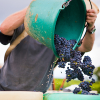 Bordeaux Harvest
