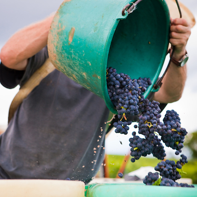 2021 Harvest Bordeaux