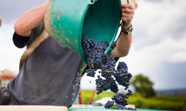 Bordeaux Harvest