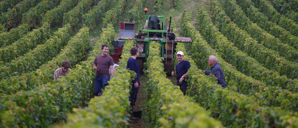 Stephane Magnien Harvest