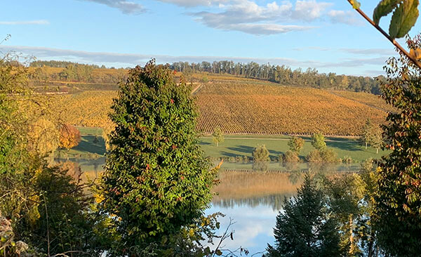 Chablis - Côte de Savant