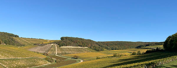 Vineyard of Chablis