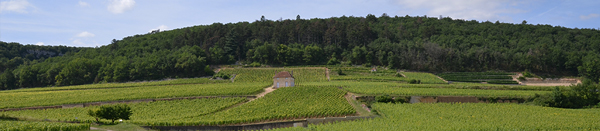 Gevrey Chambertin