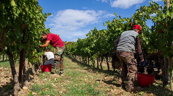 Collematoni Harvest