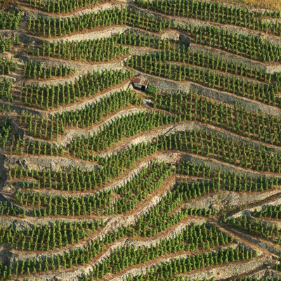 Steep Slopes of Cote Rotie