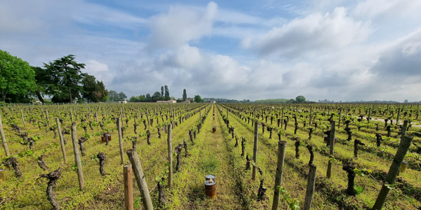 Vineyard Bordeaux