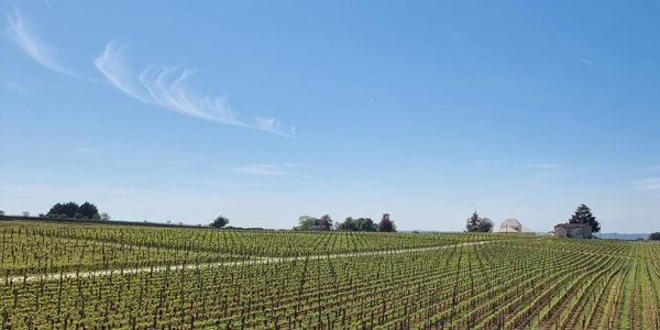 Vineyard Bordeaux