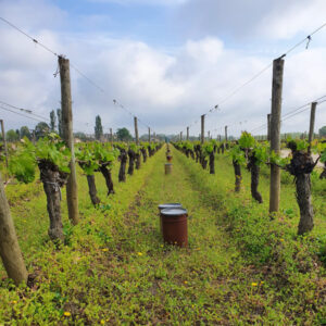 Pomerol vineyard