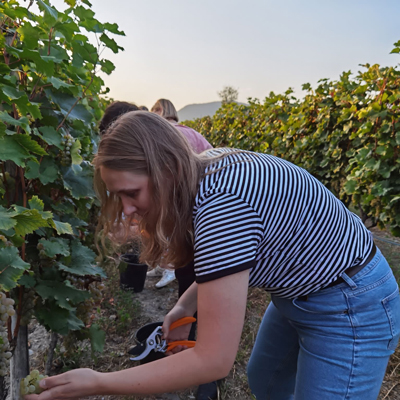 Ophelia picking grapes