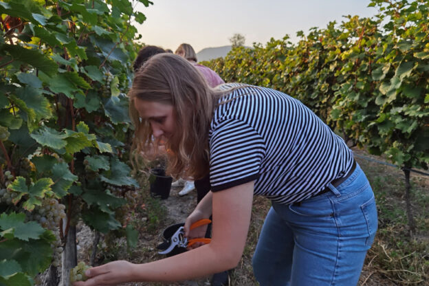 Ophelia picking grapes