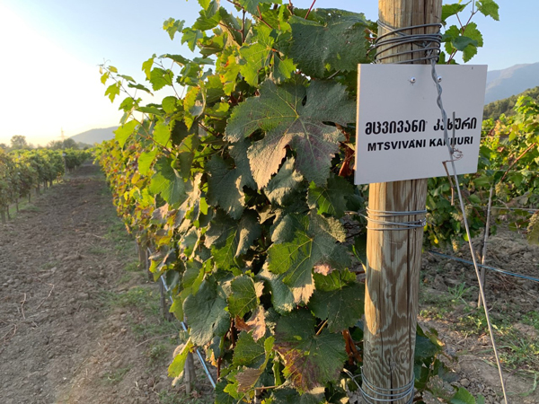 Labelled Vine