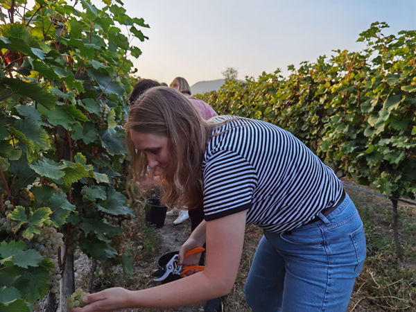 Ophelia Picking grapes