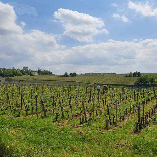 2022 Bordeaux En Primeur vineyard