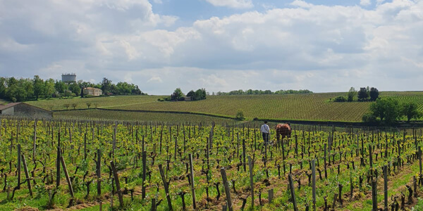 2022 Bordeaux En Primeur vineyard