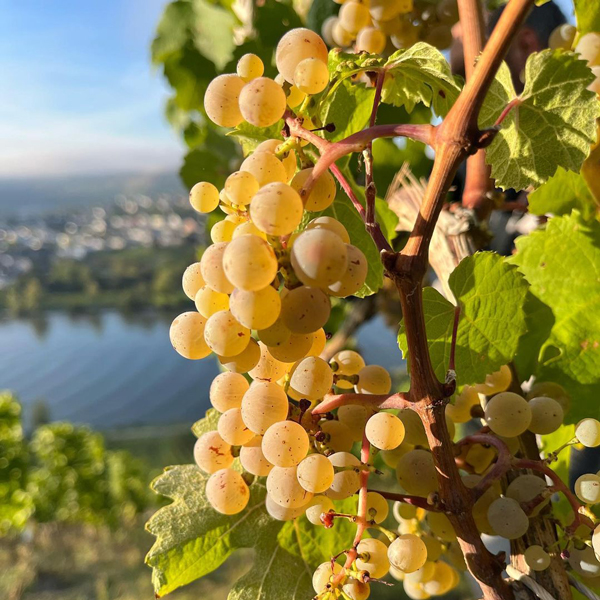 Riesling Grape Lenhert-Veit