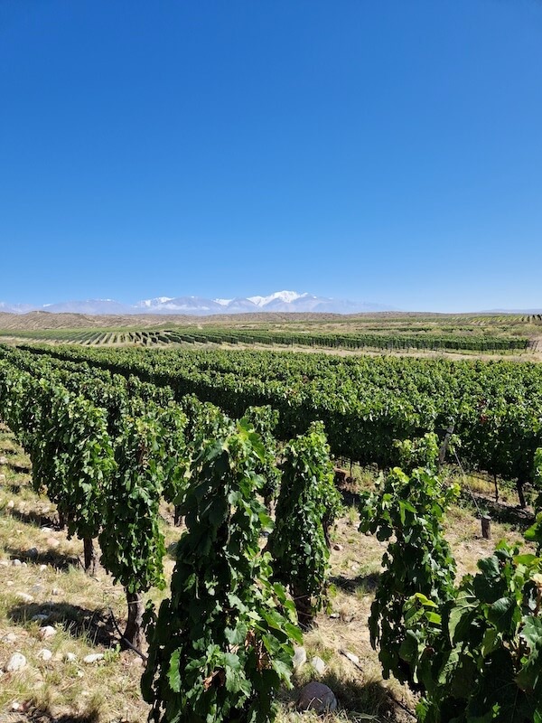 Uco valley vineyard