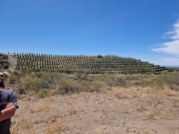 Vineyard argentina