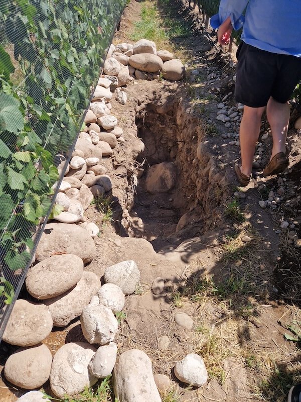Hole in the vineyard soil 