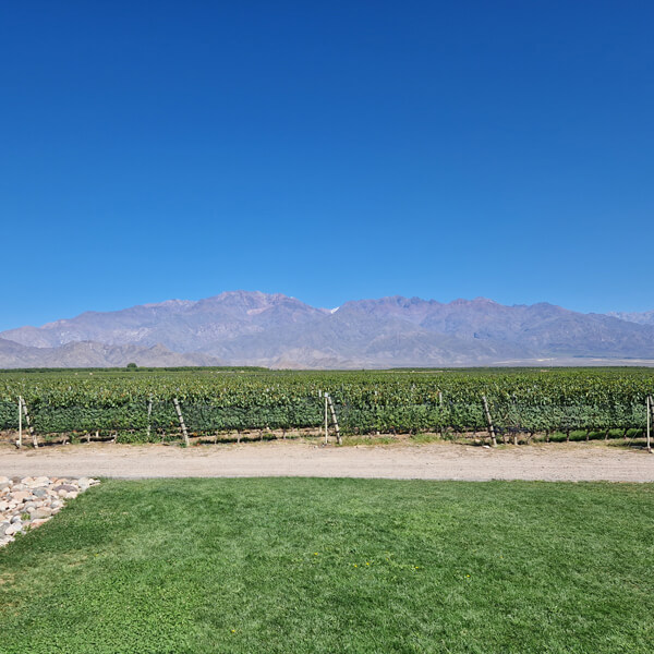 Zuccardi Vineyard