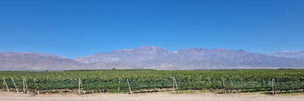 Zuccardi Vineyard