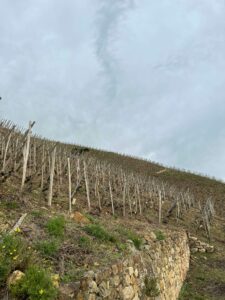 Vineyards a Villière