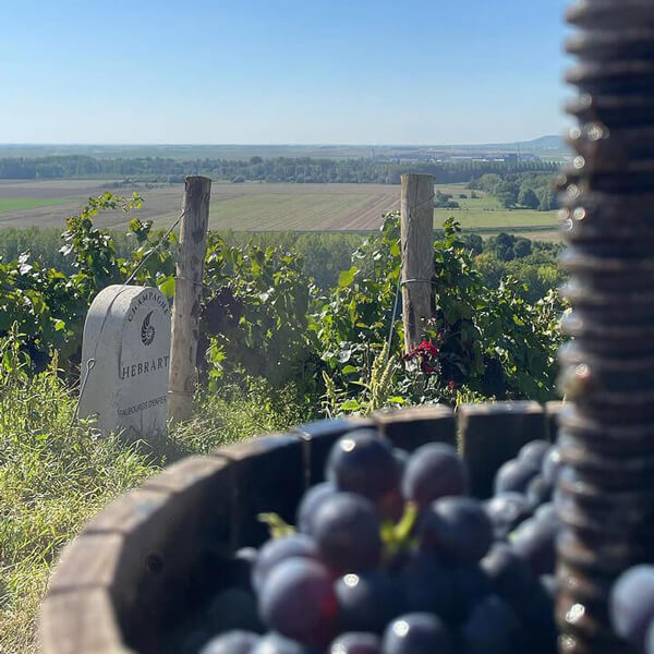 wine press in the vineyard