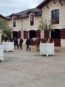 Vineyard horses