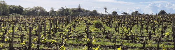 Flowing in bordeaux vineyard