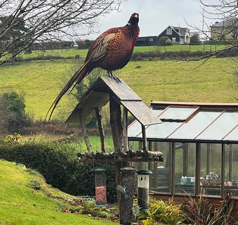 A pheasant on top of an upcyled birdbox