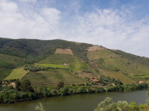 Vineyards of Romaneira