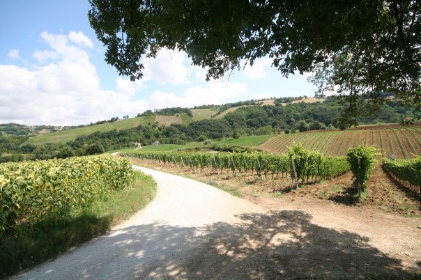 Azienda-Agricola-Andrea-Felici