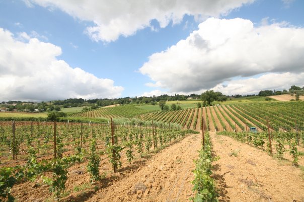 Azienda-Agricola-Andrea-Felici