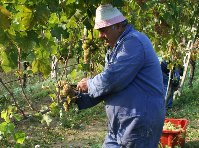 Azienda-Agricola-Andrea-Felici