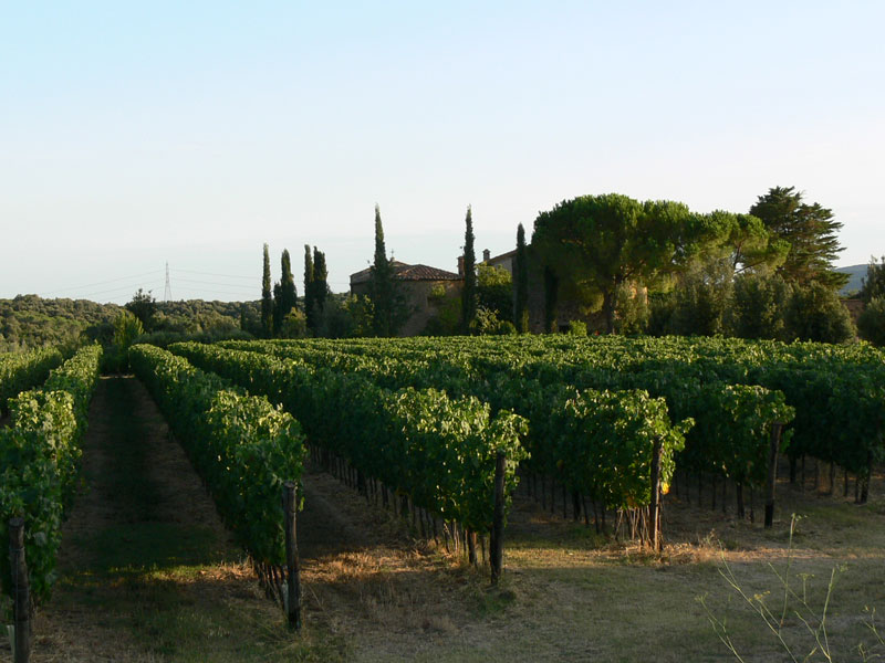 Azienda-Agricola-Bicocchi