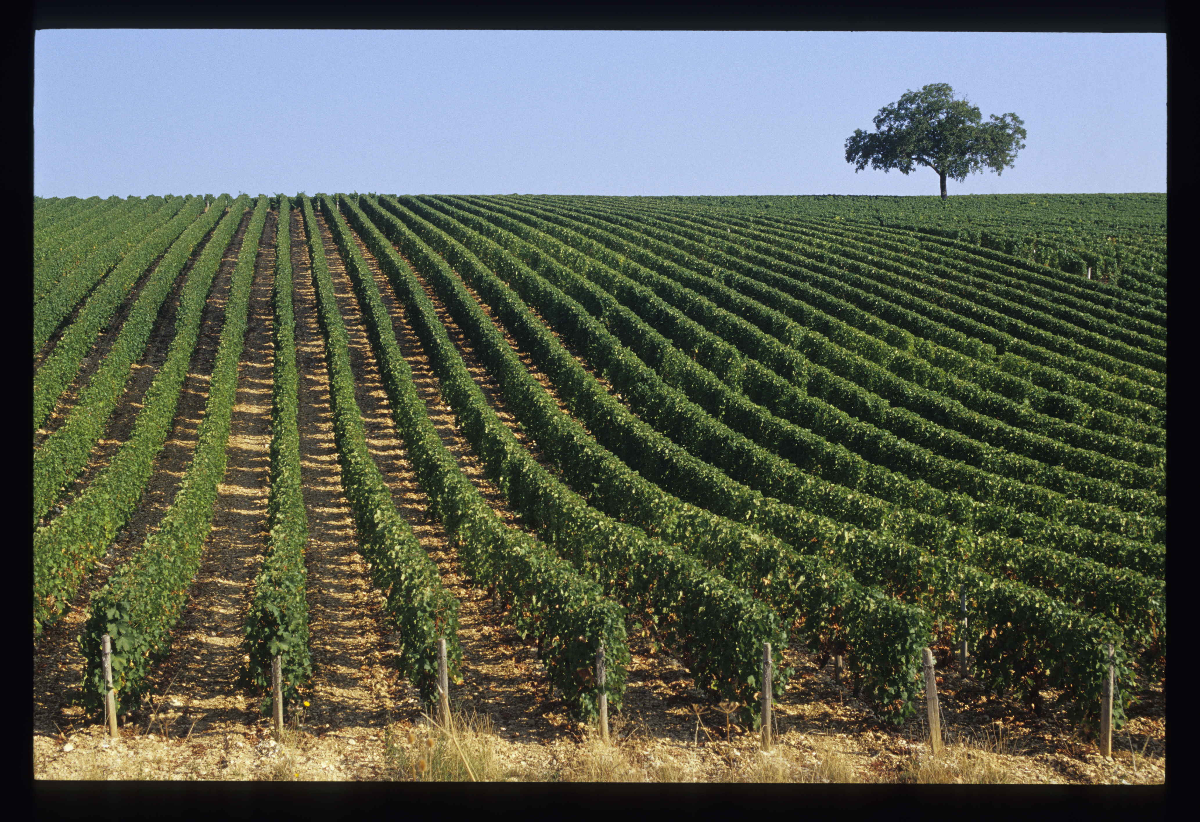 Domaine-Hervé-Séguin