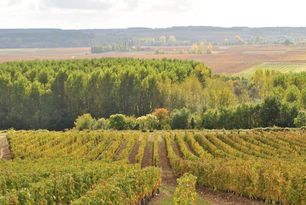 Domaine-Bernard-Baudry