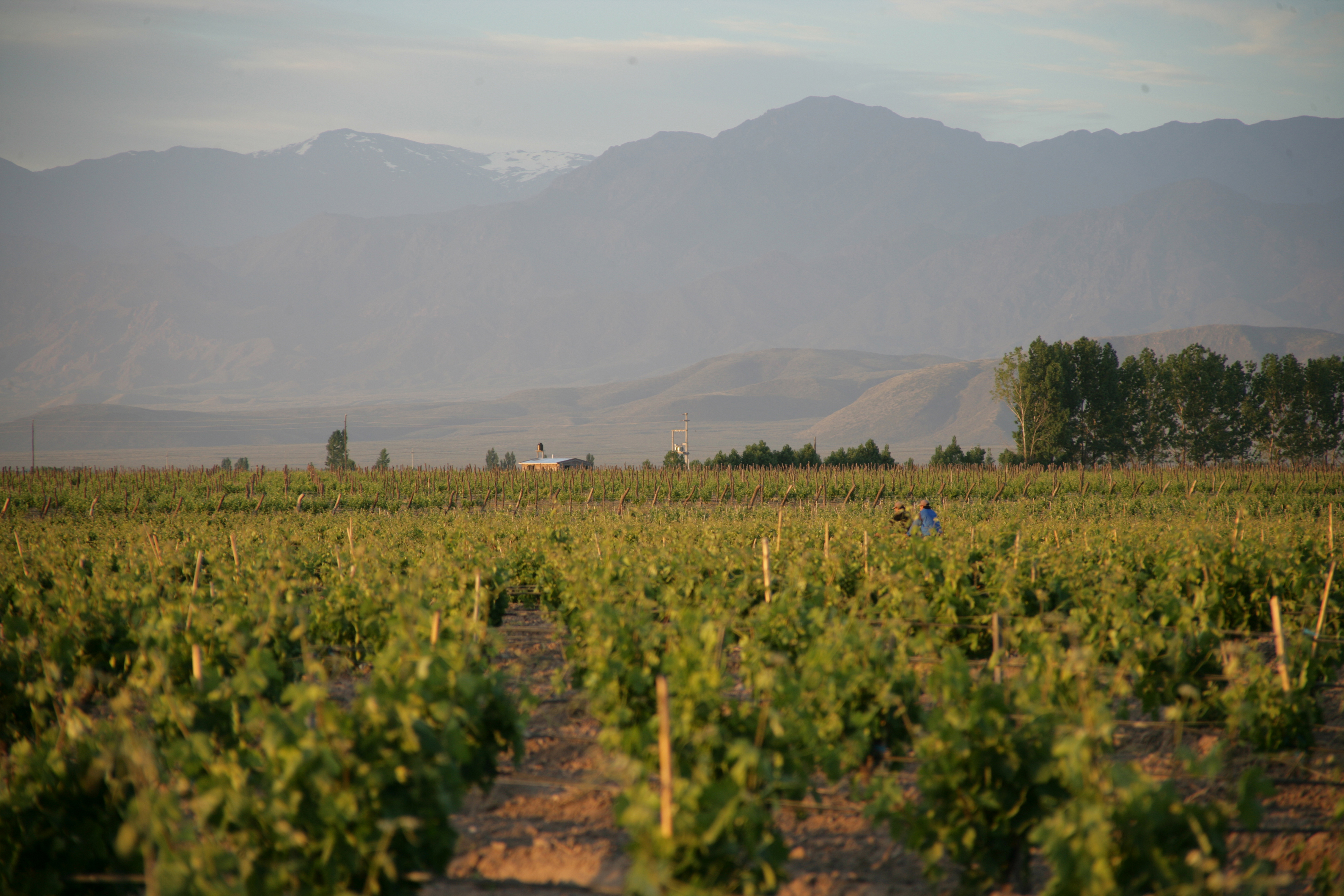 Bodegas-y-Vinedos-O.Fournier