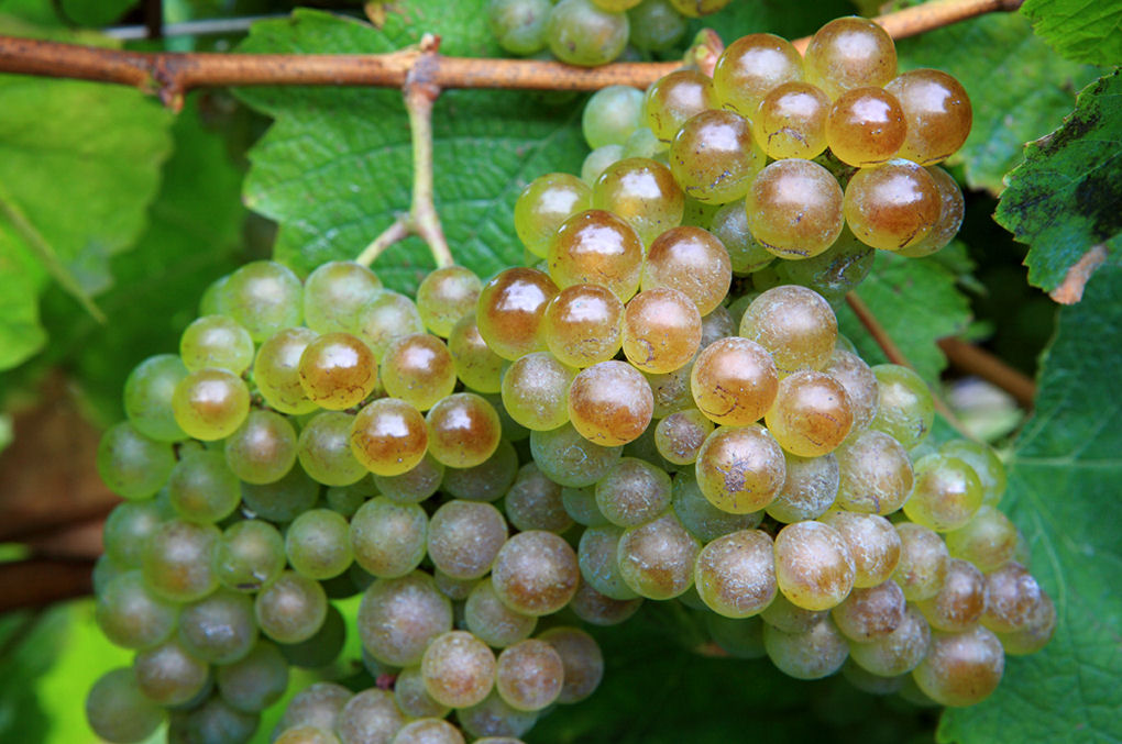 Bodega-Berroja