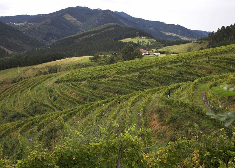 Bodega-Berroja