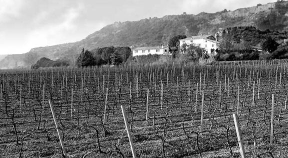 Bodegas y Viñedos Olvena