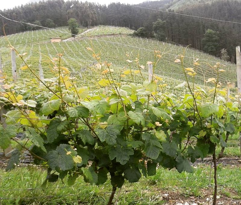 Bodega Berroja