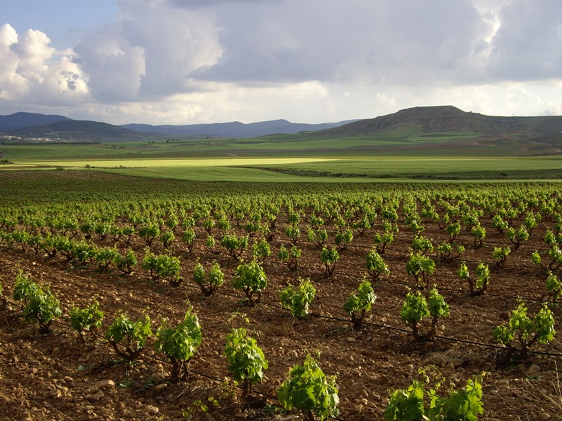 Viñedos Singulares