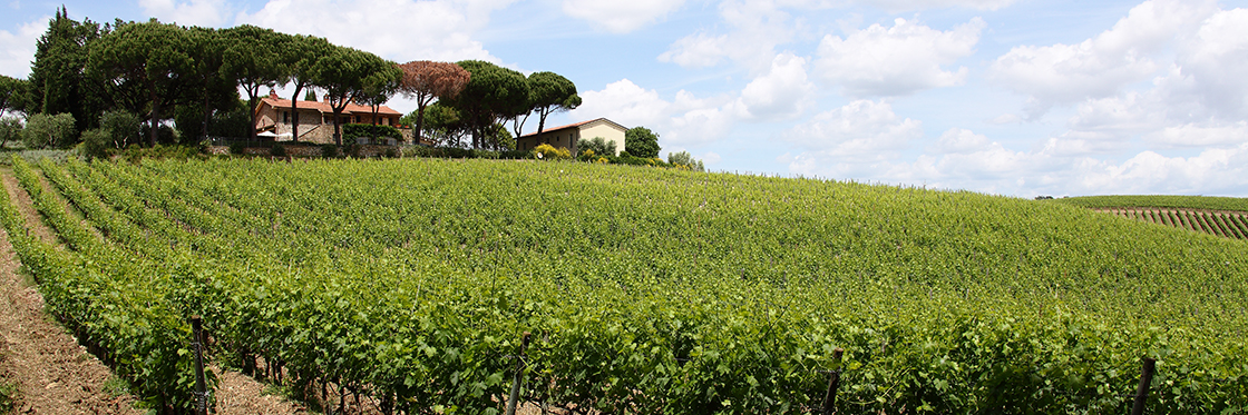 Fattoria di Magliano