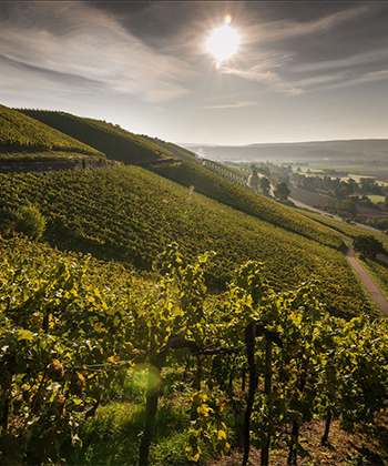 Weingut Bamberger