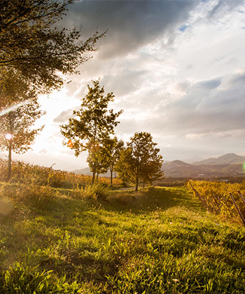 Monte delle Vigne