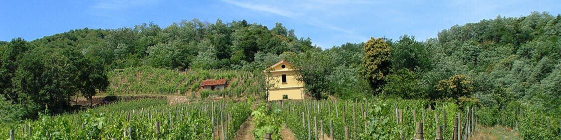 Le Piane Vineyards