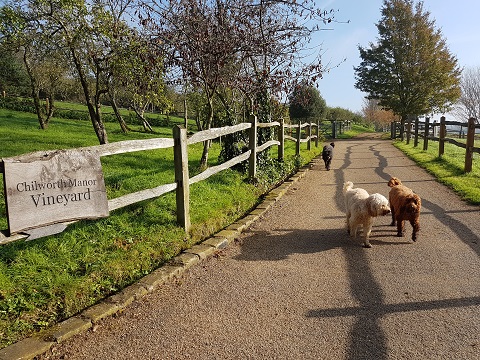 Chilworth Manor Vineyard