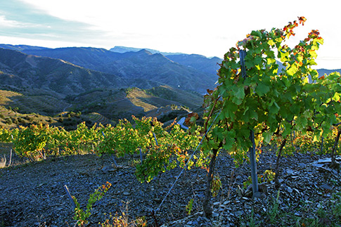 Bodegas Marco Abella