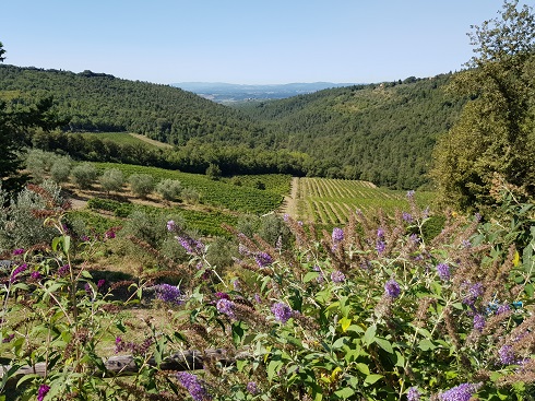 Piemaggio-Vineyards-Chianti-Tuscany