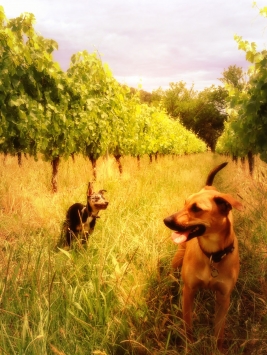 Jayden Ong's Dogs in the Vineyard